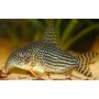 Corydora sterbai Maat M - Pantsermeerval